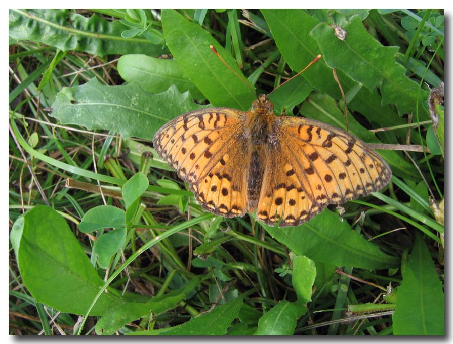 lepidotteri delle vacanze - Argynnis aglaja